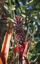 Ornamental pineapple in the garden, Brazil Royalty Free Stock Photo