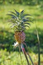 Ornamental pineapple on garden, Rio Royalty Free Stock Photo