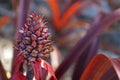 Ornamental pineapple in the garden, Rio Royalty Free Stock Photo