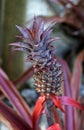 Ornamental pineapple in the garden, Rio Royalty Free Stock Photo