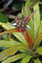 Ornamental pineapple inflorescence on tropical garden Royalty Free Stock Photo