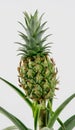 Ornamental Pineapple Plant