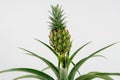 Ornamental Pineapple Plant