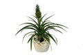 Ornamental Pineapple Plant