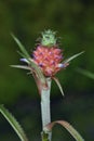 Ornamental pineapple, a species of Bromeliad Royalty Free Stock Photo