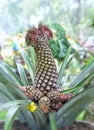 Ornamental pineapple trees with many thorns