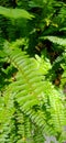 Ornamental Plant of Adiantum pedatum with Green Leaves Royalty Free Stock Photo