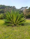 Ornamental plant Agave angustifolia Royalty Free Stock Photo