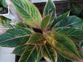 ornamental plant aglaonema with greenleaves