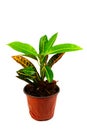 Ornamental plant aglaonema tree in red plastic pot.