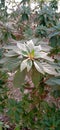 Ornamental Plant with Artistic Green Leaves