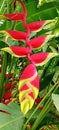 ornamental plant banana tree flower False bird of paradise bottom view