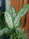 Ornamental plant with beautiful leaves in the garden at home