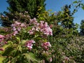 Beauty bush - Linnaea amabilis (Kolkwitzia amabilis) blooming in late spring with light pink, bell-shaped flowers