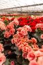 Begonia Elatior house plant