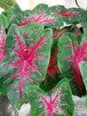 Ornamental plant Caladium Red Flash, green leaves with red stripes