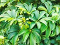 an ornamental plant called an umbrella tree