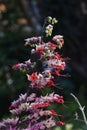 ornamental plant Clerodendrum buchananii with white and red flowers in the garden