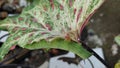 ornamental plant-eating caterpillars, green and yellow motifs, which damage make the flowers ugly?