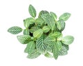 Ornamental plant, Fittonia, Nerve plant or Mosaic plant in plas