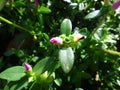 Flower bud - Pink or rose