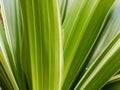ornamental plant with green leaves and stripes