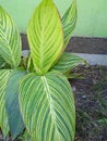 ornamental plant with green striped leaves Royalty Free Stock Photo