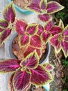 This ornamental plant has beautiful purple miana flowers