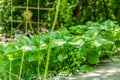 Private yard on the mountain Fruska Gora near the city of Novi Sad, Serbia. Royalty Free Stock Photo