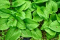 Ornamental plant - Hosta clausa green, top view. Royalty Free Stock Photo