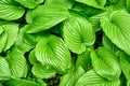 Ornamental plant - Hosta clausa green, top view. Royalty Free Stock Photo