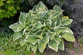 Ornamental plant hosta funkia, cultivar  `Francee` grows in the park Royalty Free Stock Photo