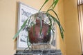 Ornamental plant in a jar in the palace of Emperor Haile Selassie I, now Ethnological Museum, Institute of Ethiopian Studies