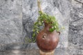 ornamental plant in a jar in the palace of Emperor Haile Selassie I, now Ethnological Museum, Institute of Ethiopian Studies