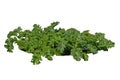 ornamental plant. Kale. Curly kale