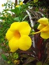 This ornamental plant is known as the Golden Trumpet Flower or Bell Flower