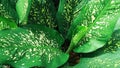 An ornamental plant with the Latin name Dieffenbachia or in Indonesian Sri Rejeki