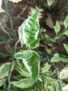 ornamental plant with the Latin name Pedilanthus tithymaloides.