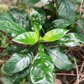 ornamental plant leaves. shiny leaf pattern.