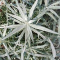 Ornamental plant light green-gray Royalty Free Stock Photo