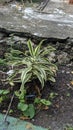 ornamental plant with long, spiky leaves