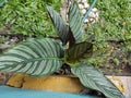 ornamental plant with long, spiky leaves