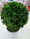 ornamental plant made of plastic with leaves shaped like clover leaves