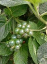 Ornamental plant Lantana fruits