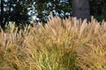 Chinese silver grass, in the garden.