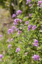 Ornamental plant Pelargonium graveolens with lilac flowers grows in the garden Royalty Free Stock Photo