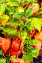 Ornamental plant Physalis alkekengi Royalty Free Stock Photo