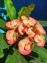 Ornamental plant of pink thorny crown flowers in bloom