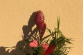 Ornamental plant with red flowers and two hearts