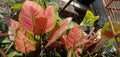 An ornamental plant with red and green leaves native to Indonesia